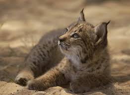 Understanding the Iberian Lynx: A National Treasure in Danger