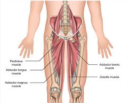Exploring Pubalgia Injury: Causes and Treatments