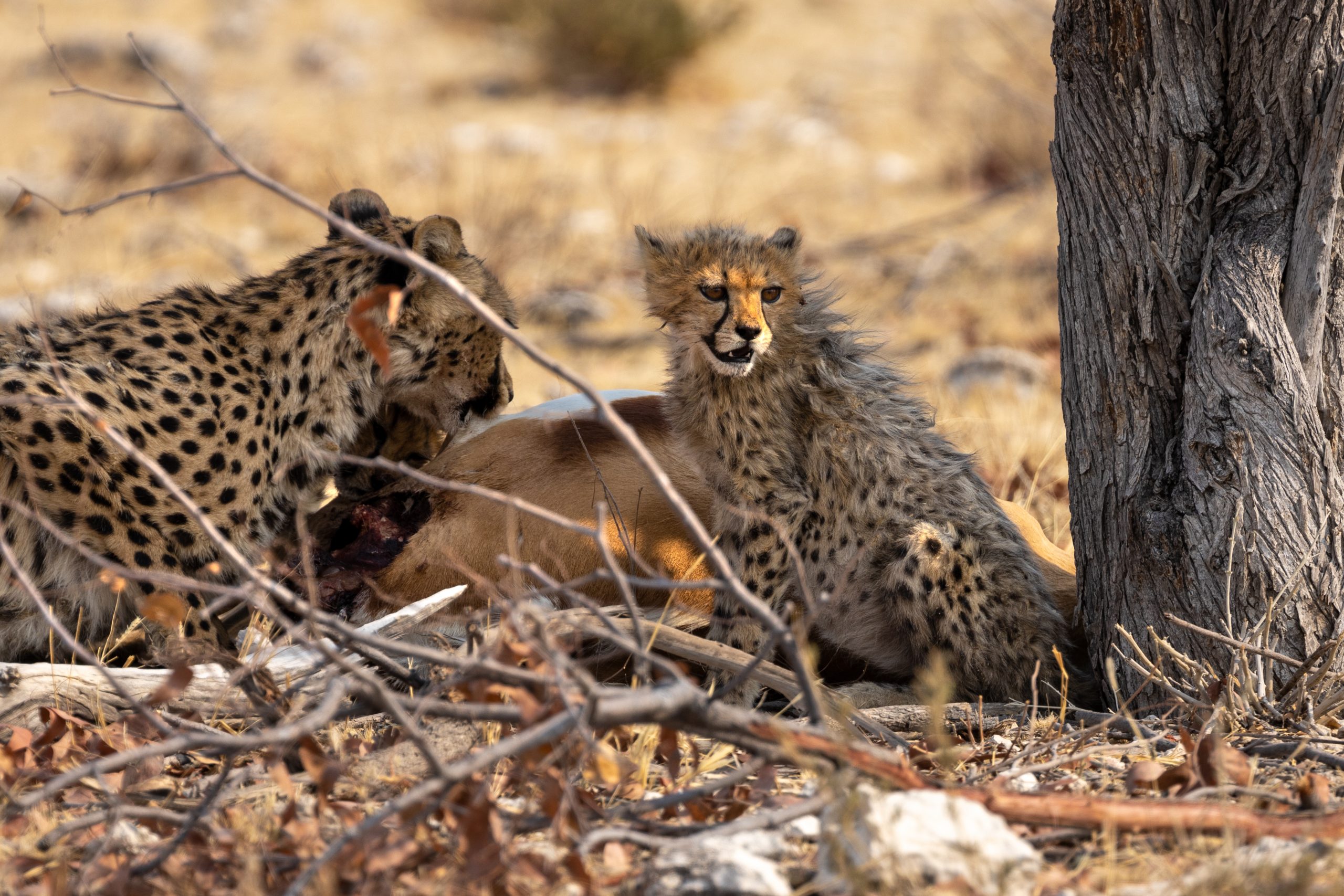 Discover the Wonders of Namibia: A Travel Guide