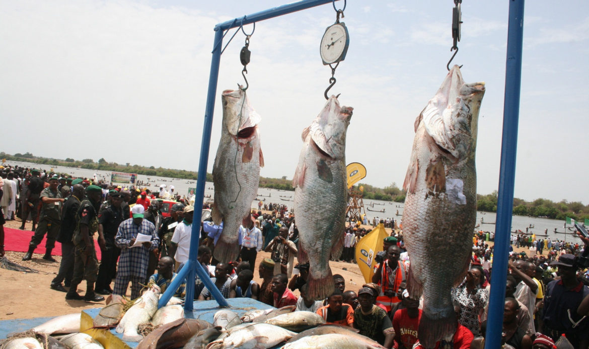 Anticipating the Argungu Fishing Festival 2026