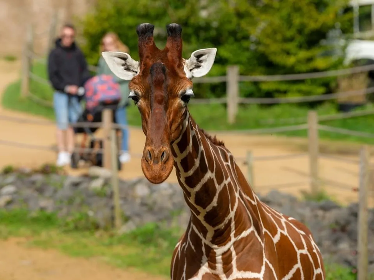 Discover Bristol Zoo: A Landmark in Conservation Efforts