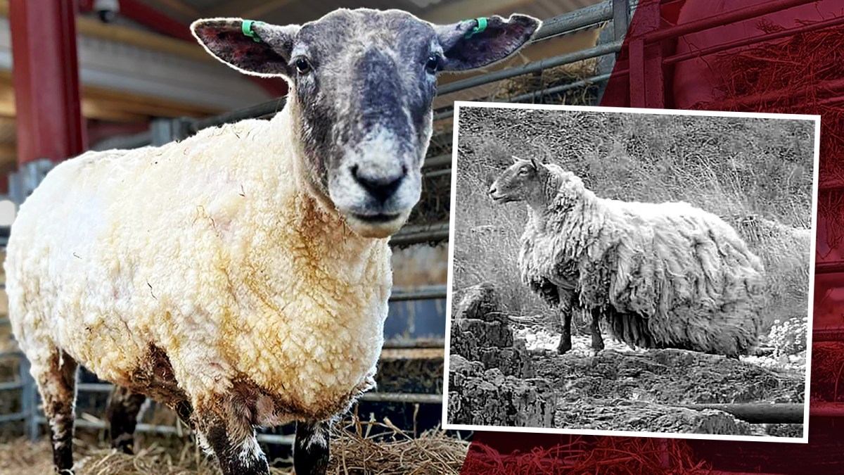 The Heartwarming Story of Fiona the Sheep
