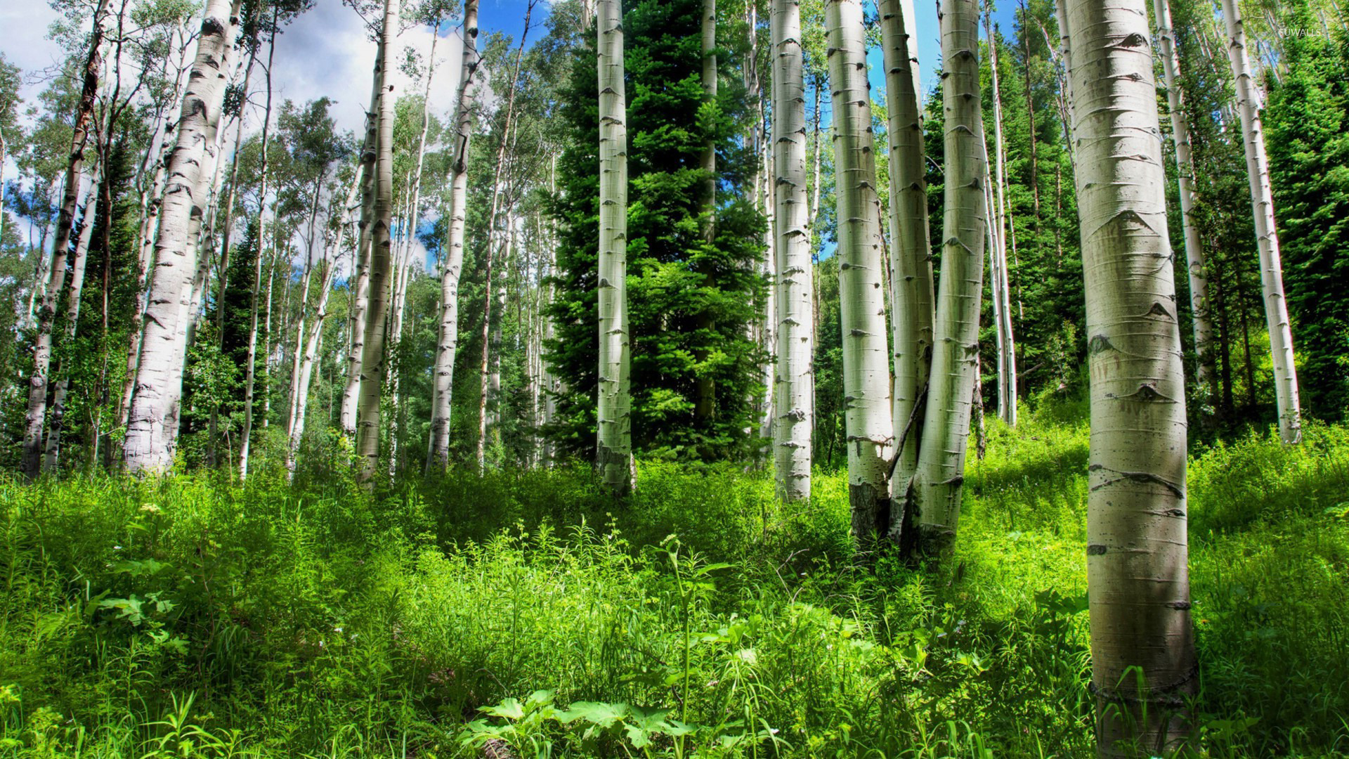 The Rise of Forest Green in Fashion and Design