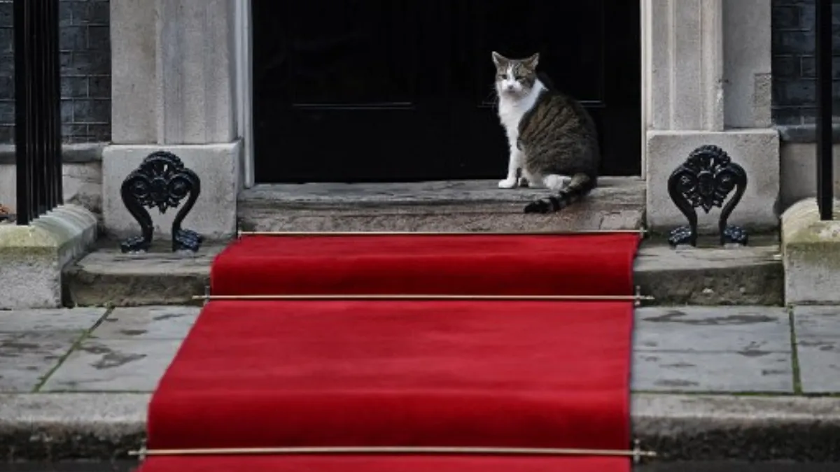 Larry the Cat: The Beloved Feline of 10 Downing Street