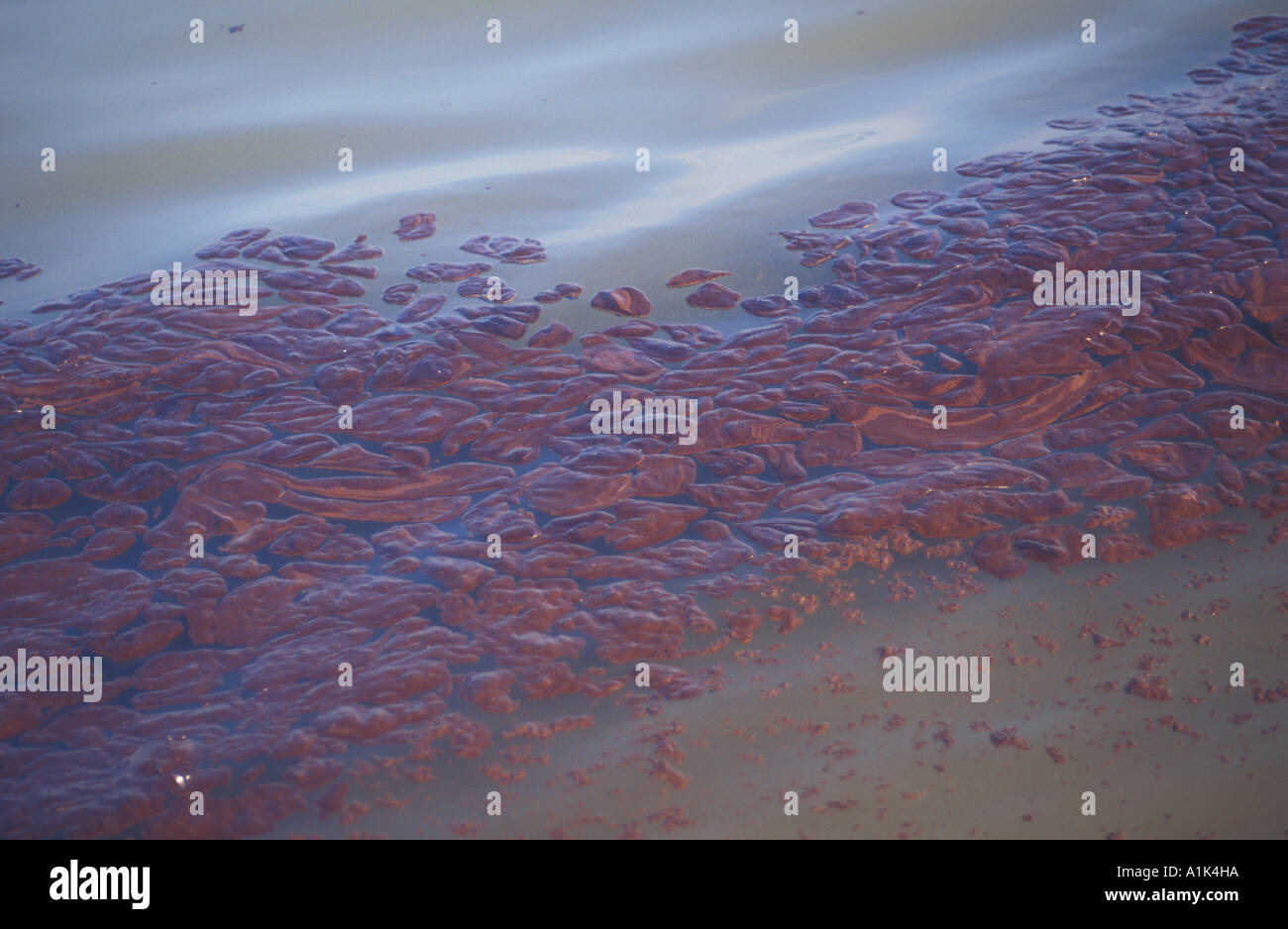 The Sea Empress Oil Spill: Impact and Recovery
