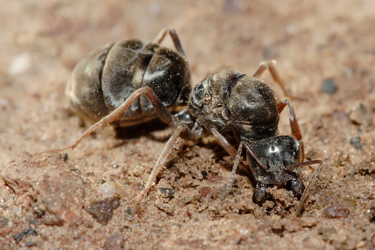 queen ants — NG news