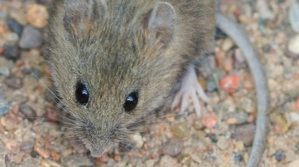 hantavirus — NG news